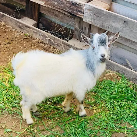 De Santis Relax E Natura Apartamento